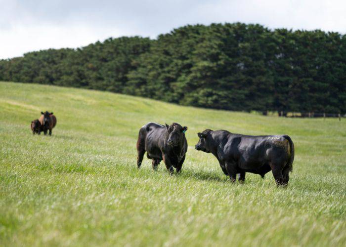 Japanese Black (Kuroge), resting in a lush green field.