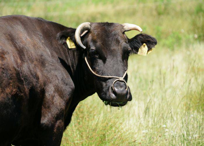 A Japanese Shorthorn (Tankaku) looking towards the camera; its glossy coat shines in the sun.