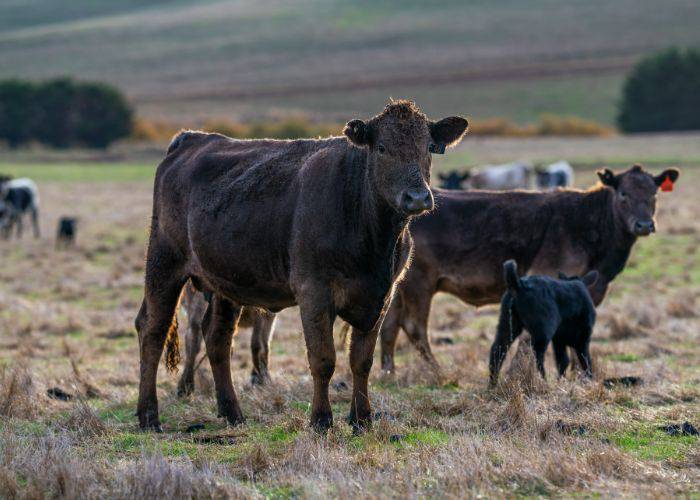 A family of Japanese Polled (Mukaku) standing in a field; a calf can be seen nearby.