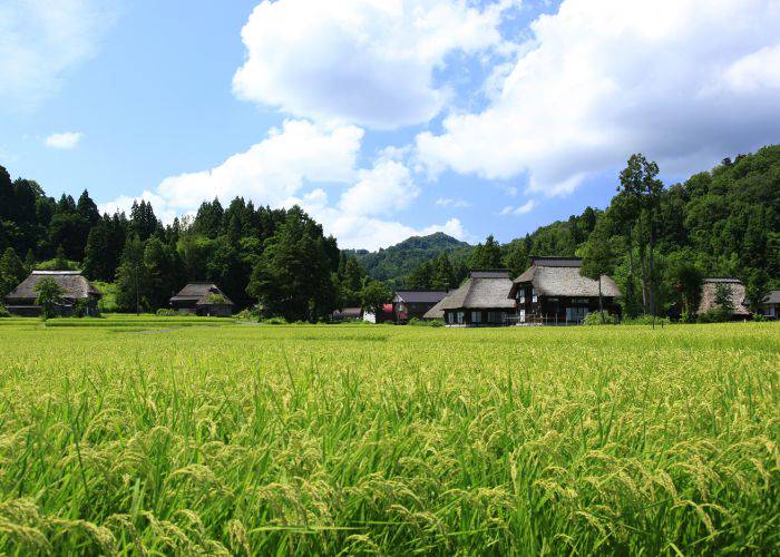 The beautiful countryside rice fields of Niigata.