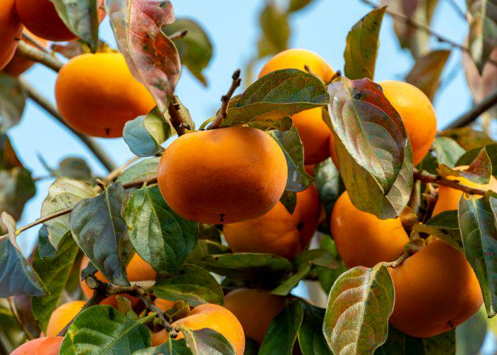 The bright, colorful kaki persimmon waiting to be harvested from a tree.