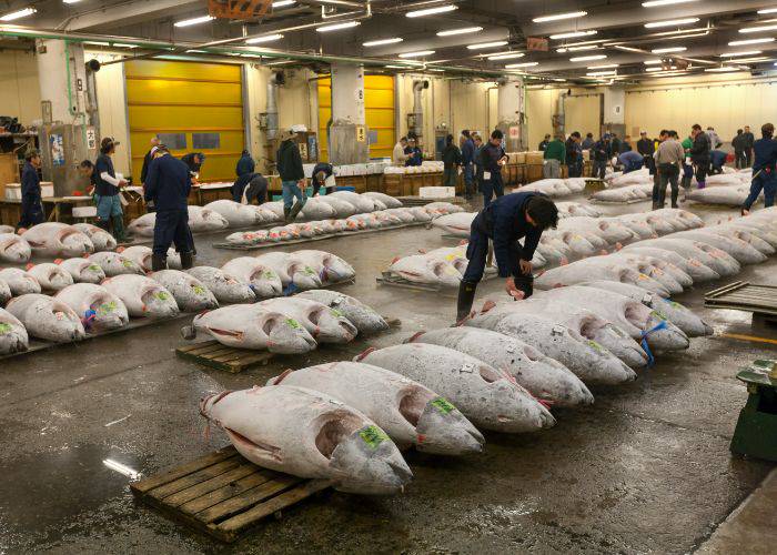 Gigantic tuna for sale at Tsukiji Fish Market.