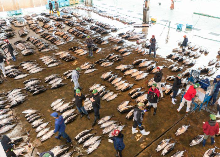 Fresh fish laid out for sale at Tsukiji Fish Market.