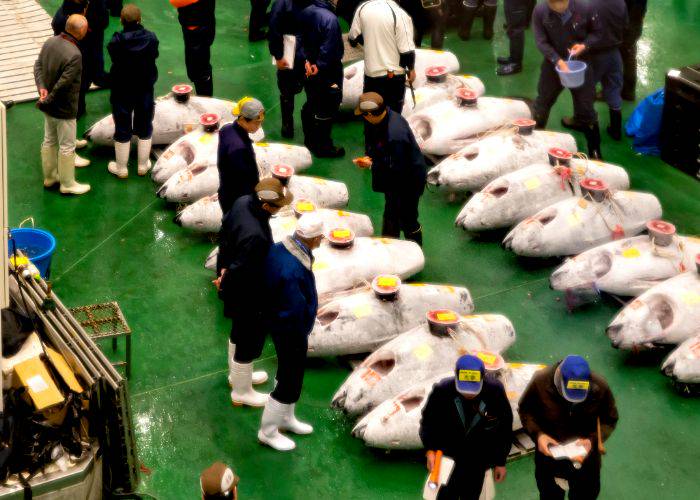 Workers standing near freshly prepared tuna at Toyosu Fish Market, ready for the daily tuna auction.