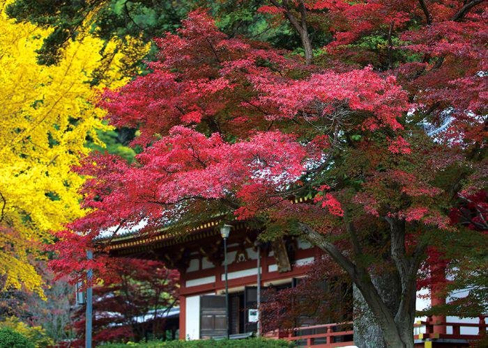 A red shrine surrounded by yellow and red autumn leaves for the Momiji Festival
