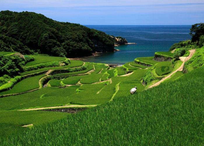 Light blue sky, deep blue waters, densely forested mountains, and stunning rows and rows of Japanese rice fields