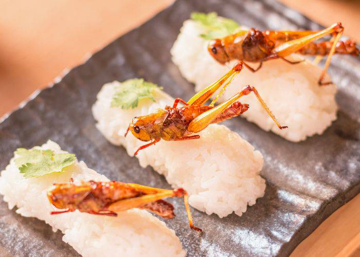 Fried cricket laid on a bed of rice, forming cricket nigiri sushi.