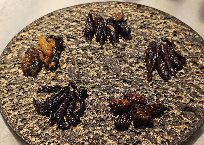 The complete collection of tsukudani bugs at ANTCICADA: A selection of tsukudani-style crickets (korogi), silkworm (kaiko), bee larvae (hachinoko) and stonefly larvae (zazamushi).