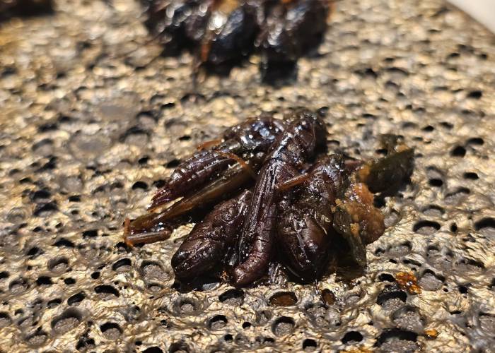 A selection of tsukudani-style crickets (korogi), silkworm (kaiko), bee larvae (hachinoko) and stonefly larvae (zazamushi) at ANTCICADA.