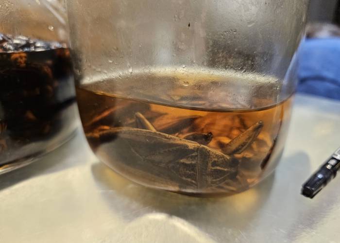 A cricket-based ramen broth, in which crickets can be seen floating.