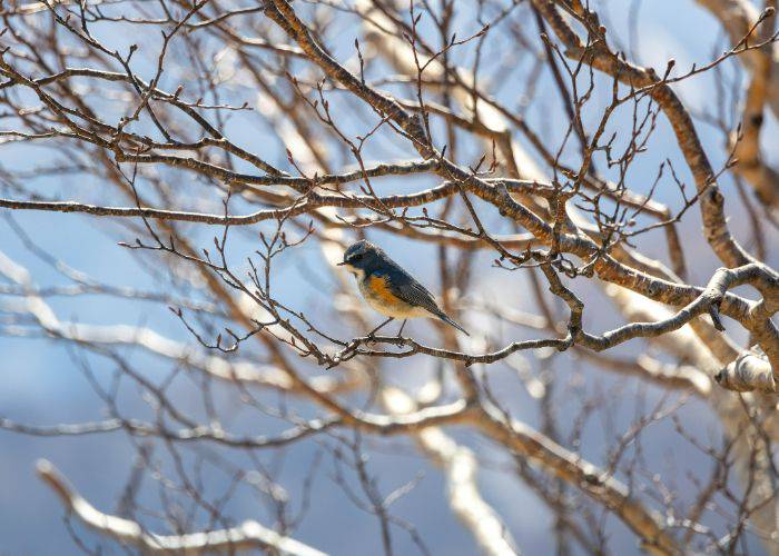 A red-flanked bluetail on the bare branch of a tree in Nikko.