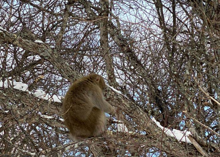 A Japanese macaque monkey, sitting in the branches of a tree.