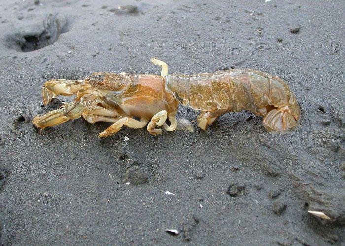 Majaku from the Ariake Sea, a hard-shelled lobster looking seafood
