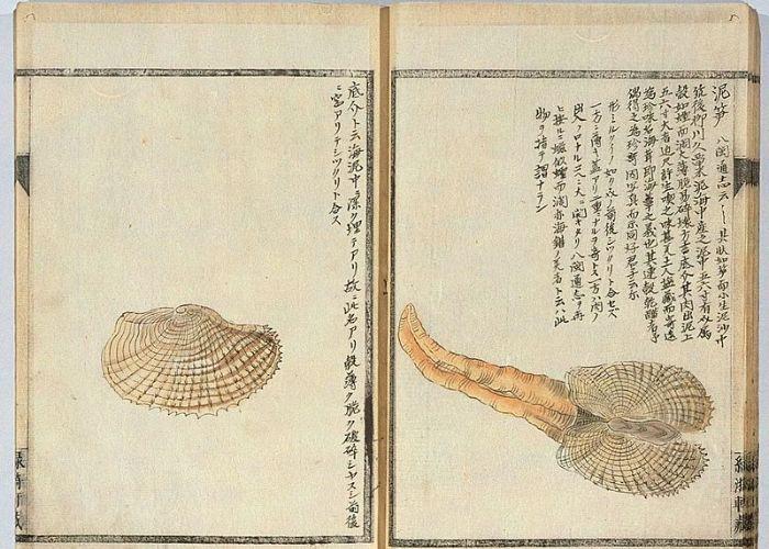 An illustration of an umitake clam in an old Japanese book, accompanied by Japanese writing