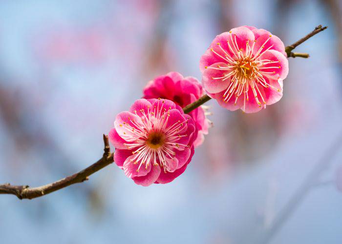 The reddy, pink beauty of ume plum blossoms in Japan.