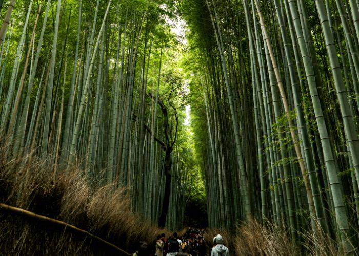 People walking through the spectacular Arashiyama Bamboo Forest, with bamboo stretching into the sky.