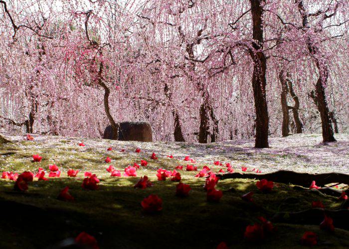 Jonangu Park in Kyoto, bursting into color as the late-winter plum blossoms bloom.