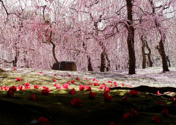 Jonangu Park in Kyoto, bursting into color as the late-winter plum blossoms bloom.