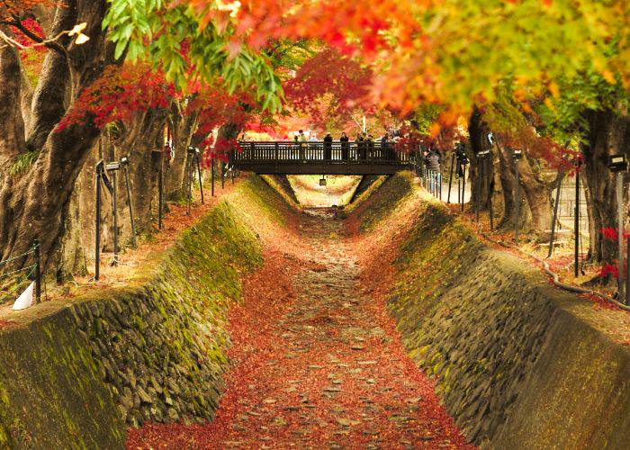 The vibrant fall colors of the Lake Kawaguchiko Maple Corridor, a popular spot in Japan's autumn.