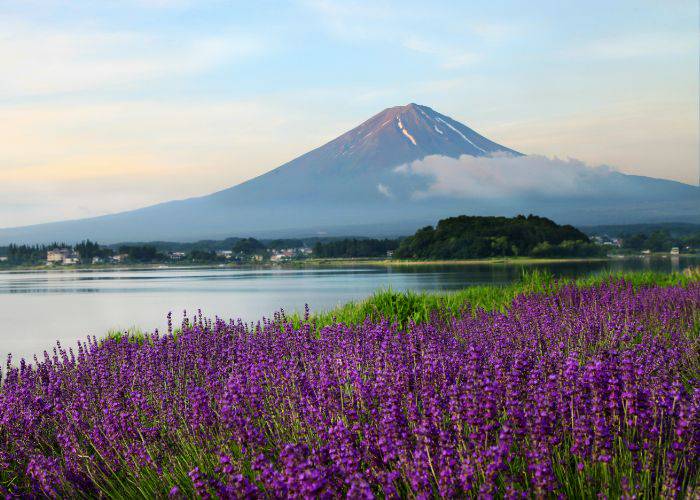 The famous lavender fields of Oishi Park, with a background of Mt. Fuji over Lake Kawaguchiko.