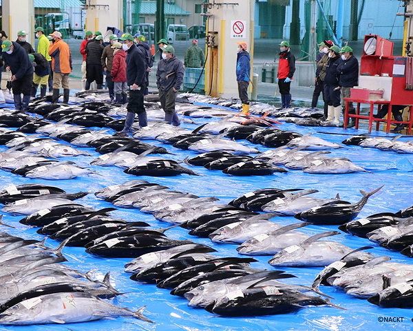 Tuna Auction Tour & Breakfast in Nachikatsuura, Wakayama 3