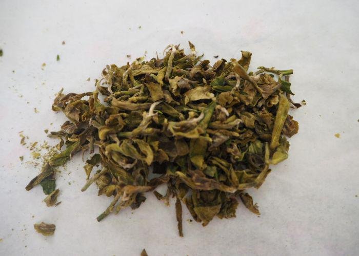 A close up shot of green tea leaves having been dried and hand rolled four times