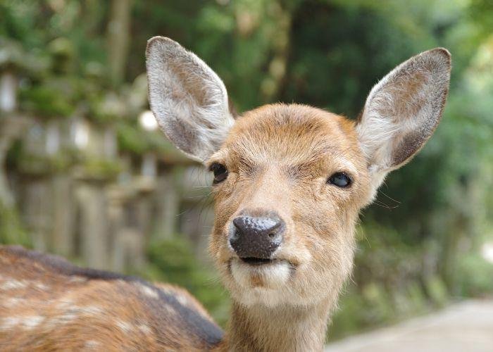 Spotted brown Nara deer looks into the camera
