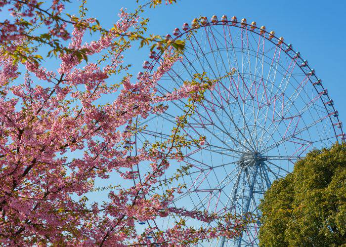 The famous ferris wheel of Kasai Rinkai Park, with blossoming sakura in the foreground.