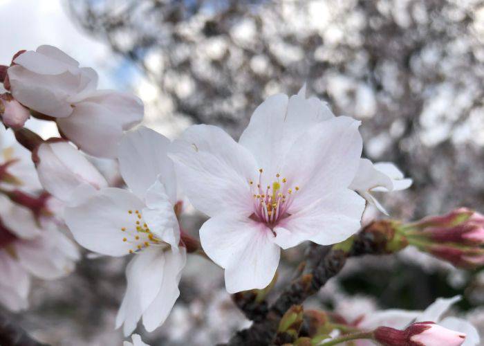 A close-up shot of sakura cherry blossoms in full bloom.