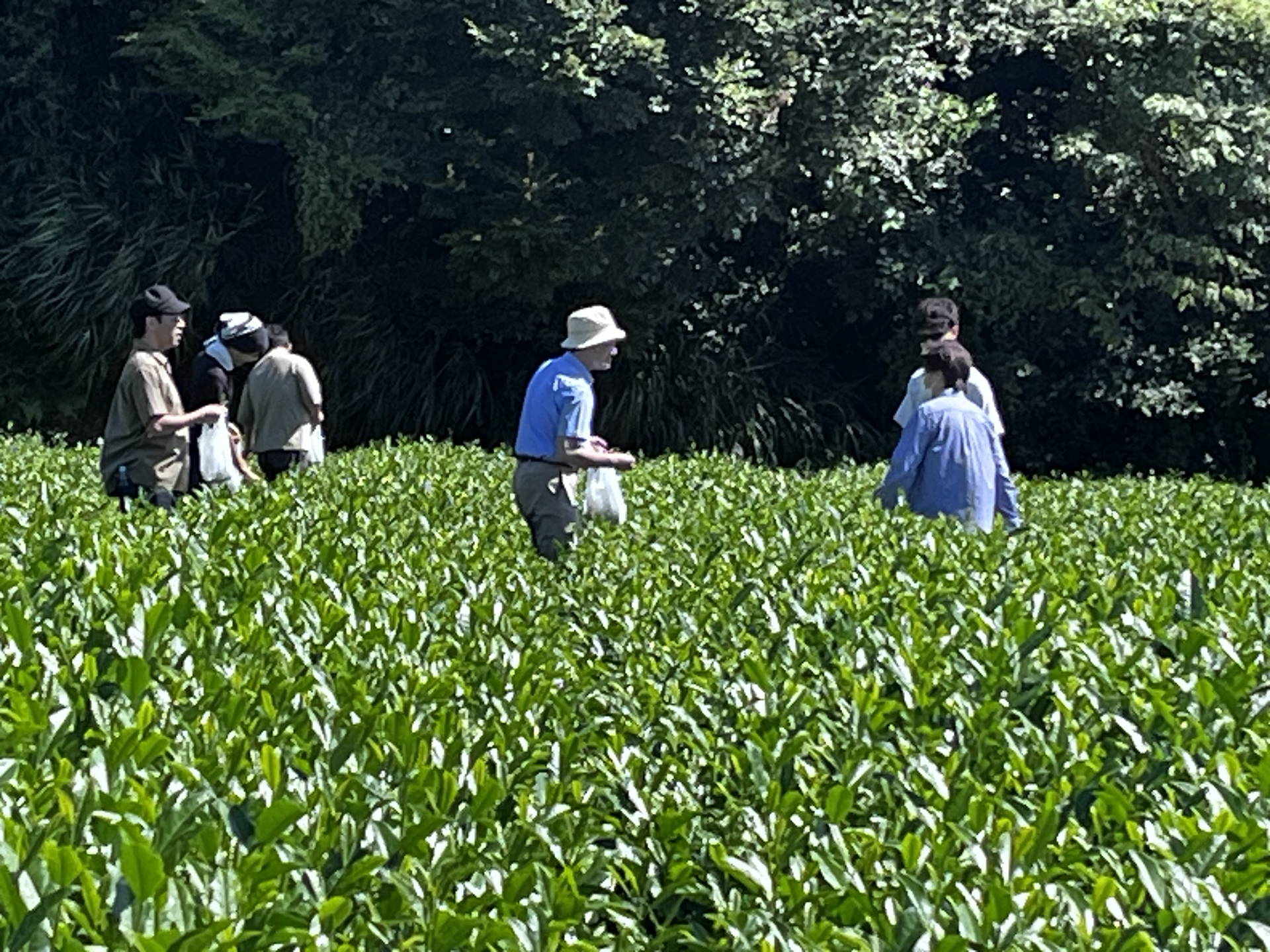 Shizuoka Tea Farm & Samurai Culture Tour w/ Kaiseki Dining 3
