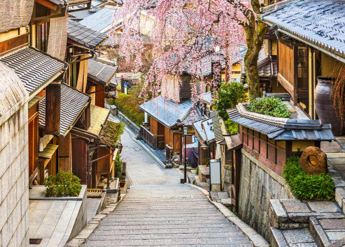 Cherry blossoms in the streets of Kyoto.