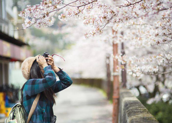 A person taking photos of cherry blossoms in Japan.