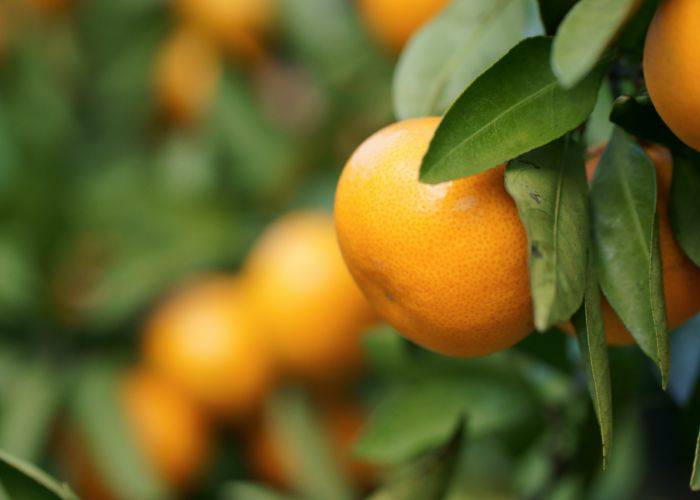 A Japanese mikan satsuma hanging on the tree.