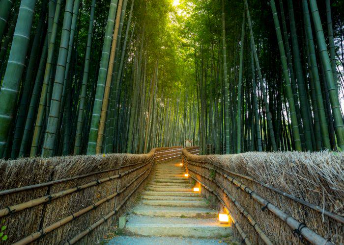 Lantern-lit steps leading through Arashiyama Bamboo Forest.