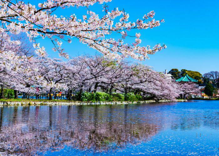 Cherry blossoms in Ueno Park.