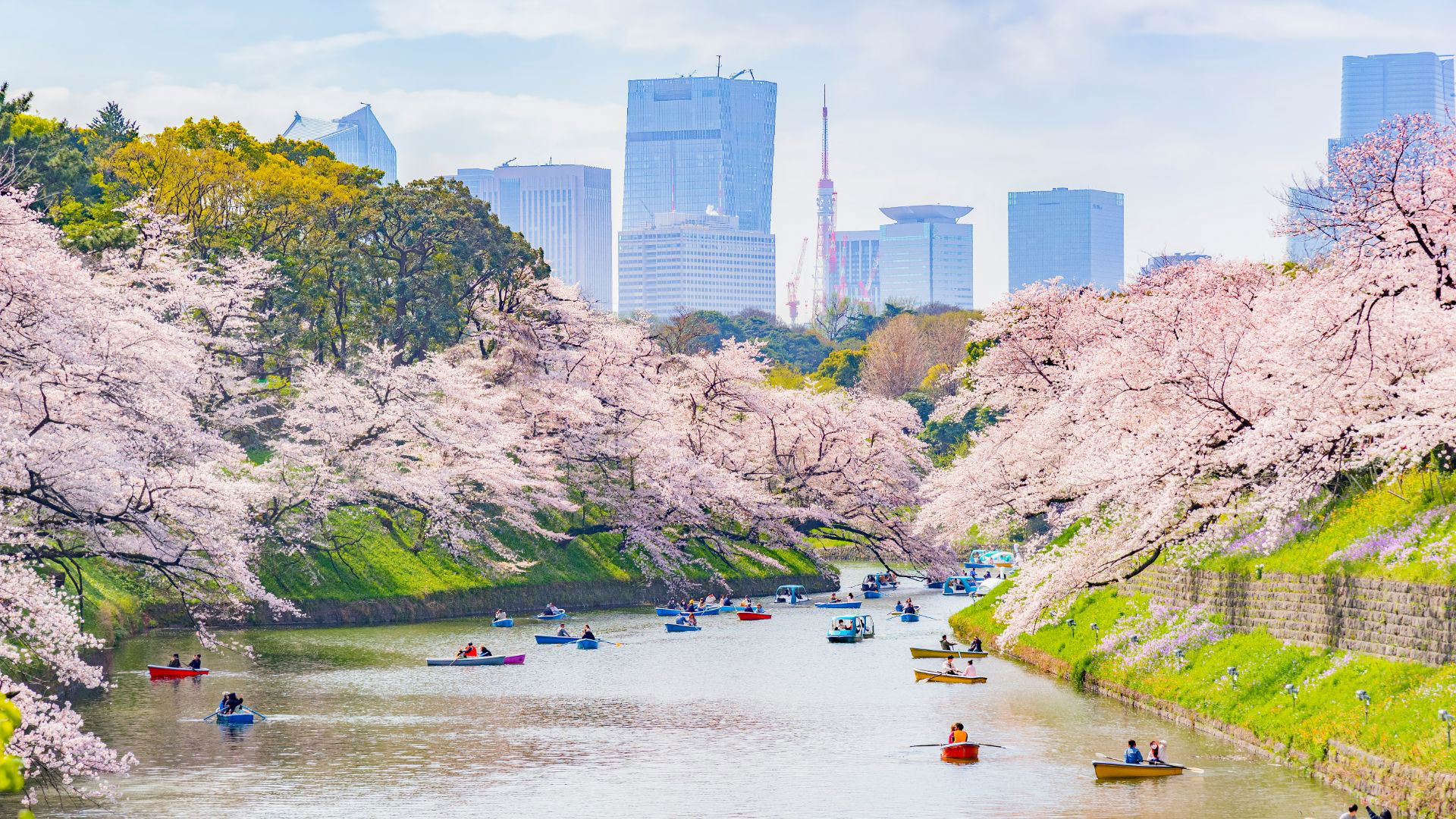 Cherry blossoms over river with boats in urban cityscape