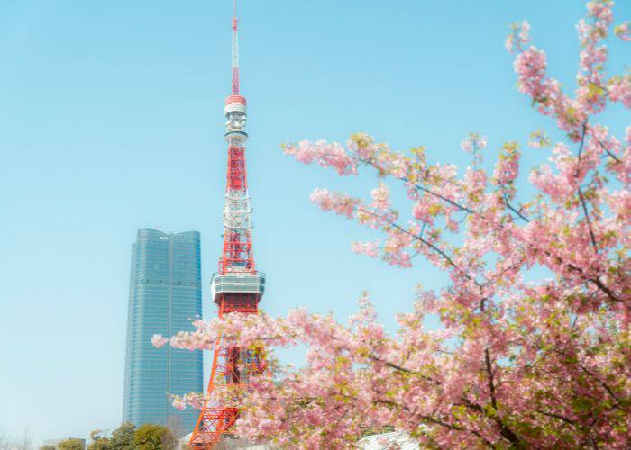 Tokyo Tower in the background of cherry blossom season.