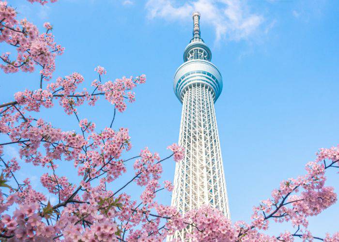 Tokyo Skytree surrounded by cherry blossoms in Tokyo.