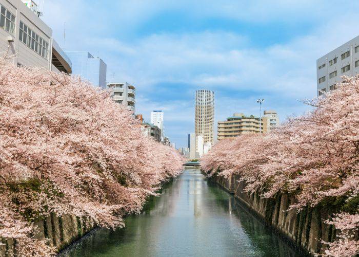 Naka-Meguro River, lined with cherry blossoms.