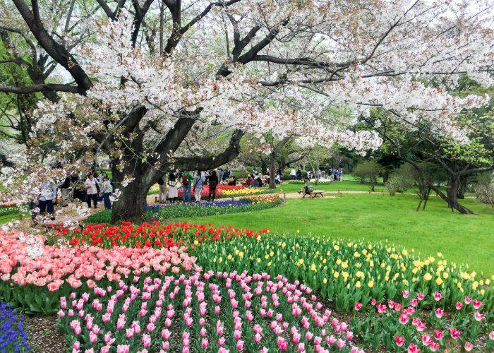 The sights of the spring Flower Festival in Showa Kinen Park.