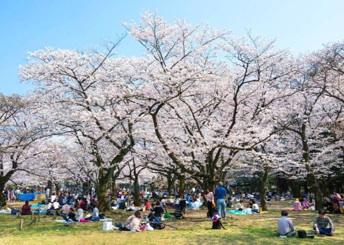 People enjoying picnics under the full blooms of cherry blossoms in Tokyo.