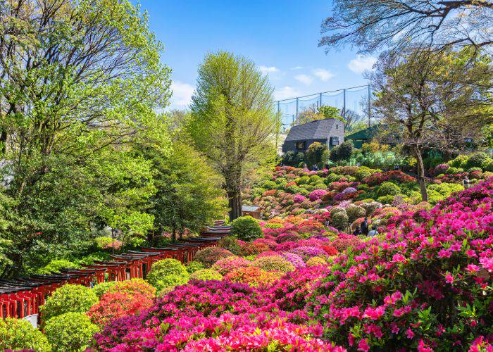 The vivid colors of the Tsutsuji Matsuri (Bunkyo Azalea Festival) in spring.