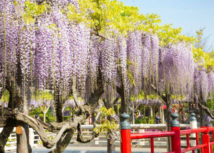 The beautiful wisteria in full bloom in Tokyo springtime.