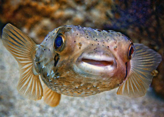 A fugu puffer fish swimming in the ocean.