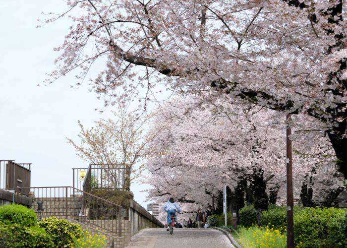 A person cycling under the pink branches of a cherry blossom tree.