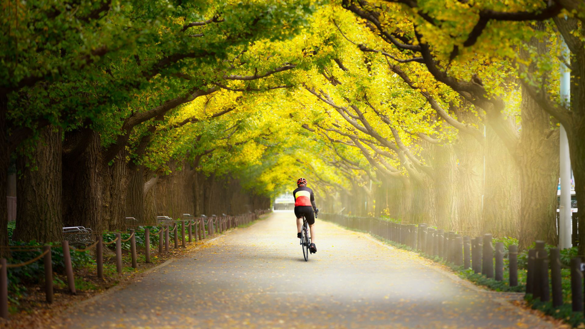 Cyclist under lush green tree canopy on serene pathway
