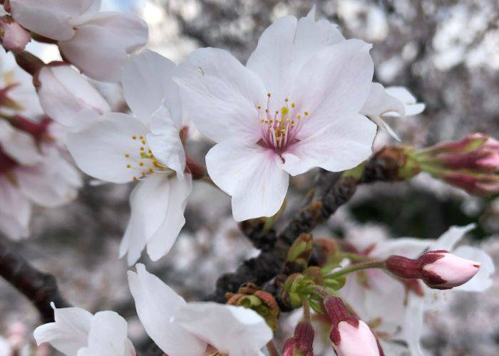 Cherry blossoms burst to life in Japan.