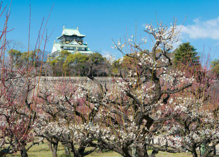 Plum blossoms bursting to life in front of Osaka Castle.