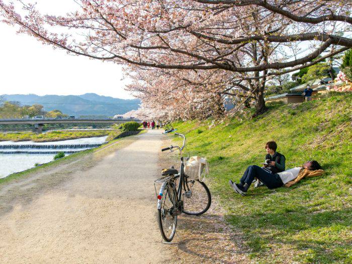 People relaxing on the banks of a Kyoto river during cherry blossom season.