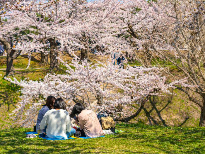 Friends enjoying a hanami cherry blossom viewing picnic.